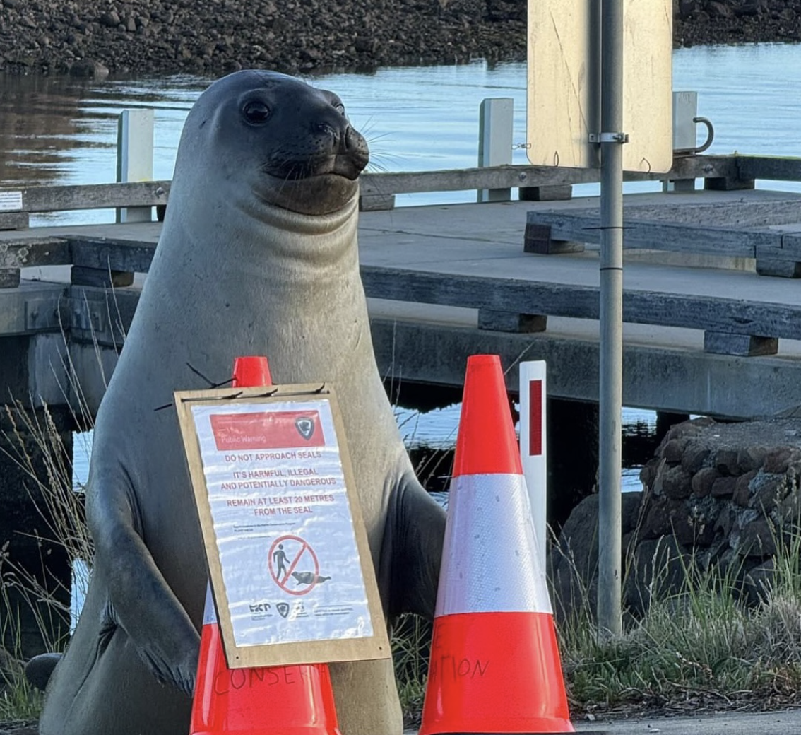 A seal behind a cone saying do not approach seal