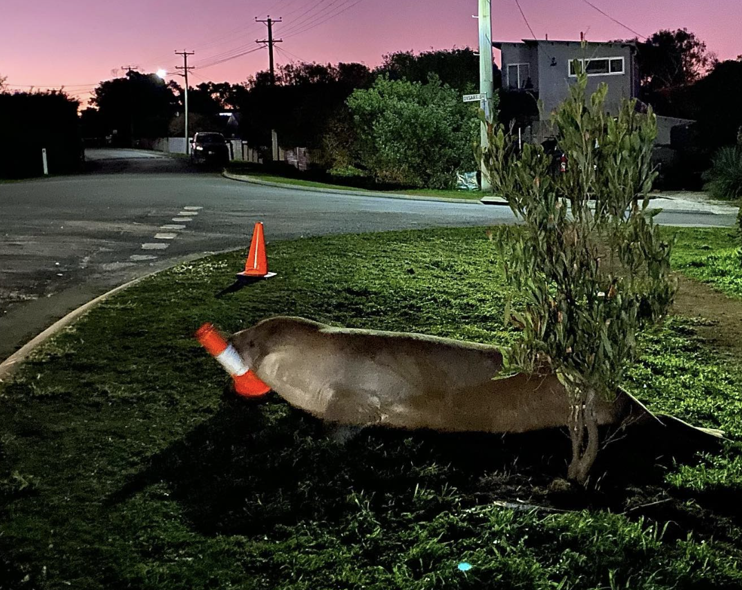  A seal playing with a traffic cone